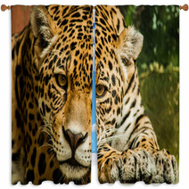 Taunting The Jaguar 2 Window Curtains 92771046