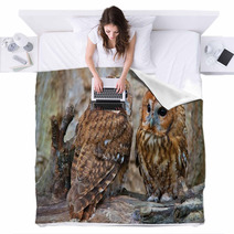 Tawny Owls Blankets 42945703
