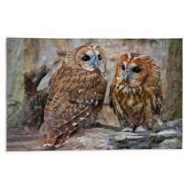 Tawny Owls Rugs 42945703