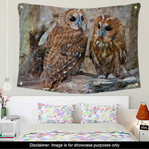 Tawny Owls Wall Art 42945703