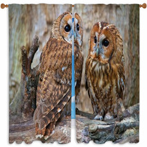 Tawny Owls Window Curtains 42945703