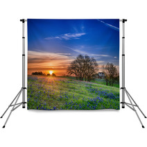 Texas Bluebonnet Wildflower Spring Field At Sunrise Backdrops 64044248