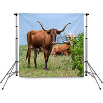 Texas Longhorn Cattle Grazing On Green Pasture Backdrops 65126841