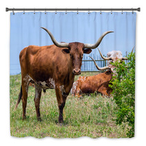 Texas Longhorn Cattle Grazing On Green Pasture Bath Decor 65126841