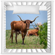 Texas Longhorn Cattle Grazing On Green Pasture Nursery Decor 65126841