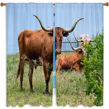 Texas Longhorn Cattle Grazing On Green Pasture Window Curtains 65126841