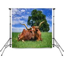 Texas Longhorn Sleeping On The Pasture Backdrops 53311125
