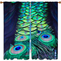 Textures And Colors Of The Peacock Window Curtains 73079352