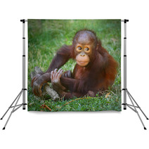 The Bornean Orangutan (Pongo Pygmaeus). Backdrops 57924769