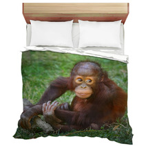 The Bornean Orangutan (Pongo Pygmaeus). Bedding 57924769