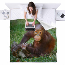 The Bornean Orangutan (Pongo Pygmaeus). Blankets 57924769