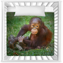 The Bornean Orangutan (Pongo Pygmaeus). Nursery Decor 57924769