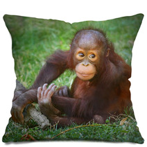 The Bornean Orangutan (Pongo Pygmaeus). Pillows 57924769