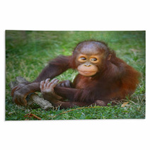 The Bornean Orangutan (Pongo Pygmaeus). Rugs 57924769