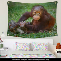The Bornean Orangutan (Pongo Pygmaeus). Wall Art 57924769