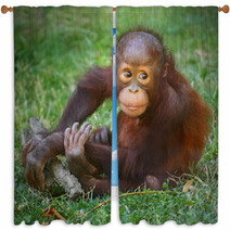 The Bornean Orangutan (Pongo Pygmaeus). Window Curtains 57924769