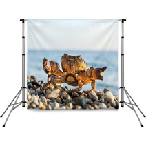 The Brown Crab Backdrops 100292211
