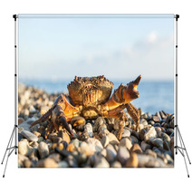 The Brown Crab Backdrops 100292216