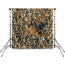 The Brown Crab Backdrops 100292232