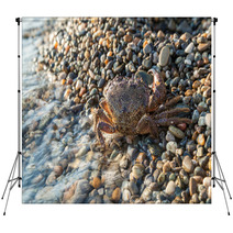 The Brown Crab Backdrops 100292242