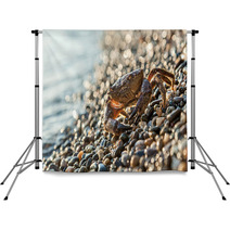 The Brown Crab Backdrops 100292255