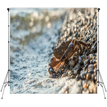 The Brown Crab Backdrops 100292260