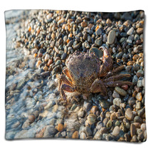 The Brown Crab Blankets 100292242