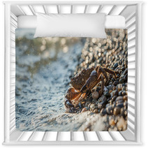 The Brown Crab Nursery Decor 100292260