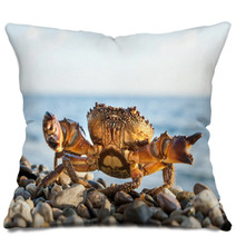 The Brown Crab Pillows 100292211
