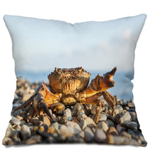The Brown Crab Pillows 100292216