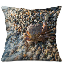 The Brown Crab Pillows 100292242