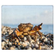The Brown Crab Rugs 100292216