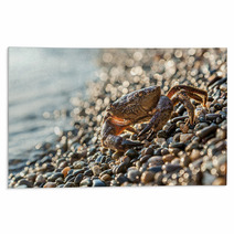 The Brown Crab Rugs 100292255