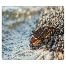 The Brown Crab Rugs 100292260