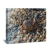 The Brown Crab Wall Art 100292242