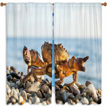 The Brown Crab Window Curtains 100292211