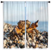 The Brown Crab Window Curtains 100292216