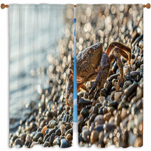 The Brown Crab Window Curtains 100292255