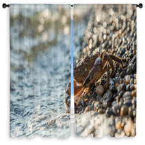 The Brown Crab Window Curtains 100292260