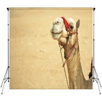 The Camel Feels Great In Desert, Despite The Heat, Giza, Egypt. Backdrops 98436983