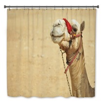 The Camel Feels Great In Desert, Despite The Heat, Giza, Egypt. Bath Decor 98436983
