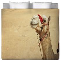 The Camel Feels Great In Desert, Despite The Heat, Giza, Egypt. Bedding 98436983