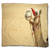 The Camel Feels Great In Desert, Despite The Heat, Giza, Egypt. Blankets 98436983