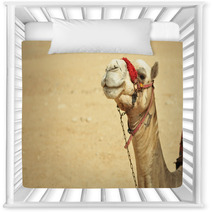 The Camel Feels Great In Desert, Despite The Heat, Giza, Egypt. Nursery Decor 98436983