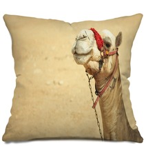 The Camel Feels Great In Desert, Despite The Heat, Giza, Egypt. Pillows 98436983