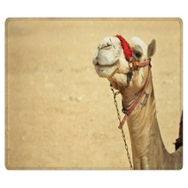 The Camel Feels Great In Desert, Despite The Heat, Giza, Egypt. Rugs 98436983