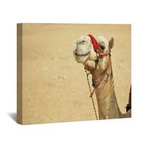 The Camel Feels Great In Desert, Despite The Heat, Giza, Egypt. Wall Art 98436983