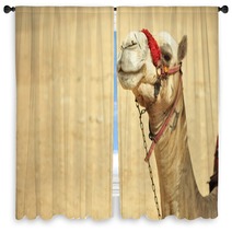 The Camel Feels Great In Desert, Despite The Heat, Giza, Egypt. Window Curtains 98436983