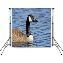 The Canada Goose Swimming On Calm Blue Waters
 Backdrops 83380048