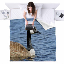 The Canada Goose Swimming On Calm Blue Waters
 Blankets 83380048